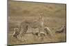 Cheetah and Cubs, Ngorongoro Conservation Area, Tanzania-Paul Souders-Mounted Photographic Print