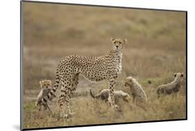 Cheetah and Cubs, Ngorongoro Conservation Area, Tanzania-Paul Souders-Mounted Photographic Print