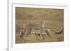 Cheetah and Cubs, Ngorongoro Conservation Area, Tanzania-Paul Souders-Framed Photographic Print