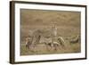 Cheetah and Cubs, Ngorongoro Conservation Area, Tanzania-Paul Souders-Framed Photographic Print