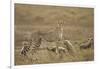 Cheetah and Cubs, Ngorongoro Conservation Area, Tanzania-Paul Souders-Framed Photographic Print