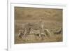 Cheetah and Cubs, Ngorongoro Conservation Area, Tanzania-Paul Souders-Framed Photographic Print