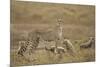 Cheetah and Cubs, Ngorongoro Conservation Area, Tanzania-Paul Souders-Mounted Photographic Print