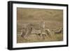 Cheetah and Cubs, Ngorongoro Conservation Area, Tanzania-Paul Souders-Framed Photographic Print