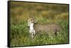 Cheetah and Hare-Paul Souders-Framed Stretched Canvas