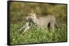 Cheetah and Hare-Paul Souders-Framed Stretched Canvas