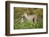 Cheetah and Hare-Paul Souders-Framed Photographic Print