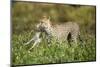 Cheetah and Hare-Paul Souders-Mounted Photographic Print