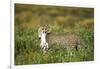 Cheetah and Hare-Paul Souders-Framed Photographic Print