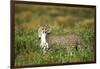 Cheetah and Hare-Paul Souders-Framed Photographic Print