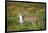 Cheetah and Hare-Paul Souders-Framed Photographic Print