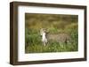 Cheetah and Hare-Paul Souders-Framed Photographic Print