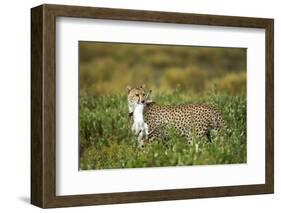 Cheetah and Hare-Paul Souders-Framed Photographic Print