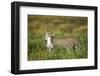 Cheetah and Hare-Paul Souders-Framed Photographic Print
