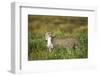 Cheetah and Hare-Paul Souders-Framed Photographic Print