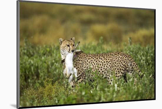 Cheetah and Hare-Paul Souders-Mounted Photographic Print