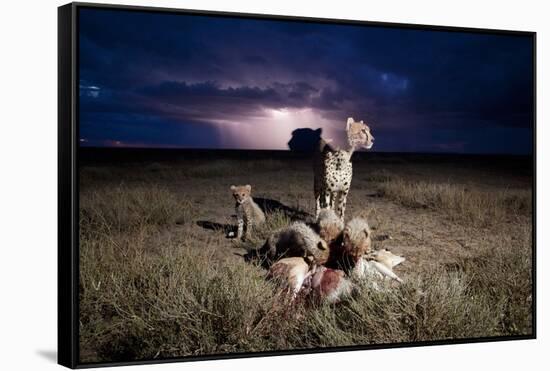 Cheetah and Lightning Storm, Ngorongoro Conservation Area, Tanzania-Paul Souders-Framed Stretched Canvas
