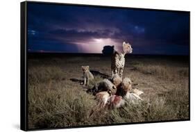 Cheetah and Lightning Storm, Ngorongoro Conservation Area, Tanzania-Paul Souders-Framed Stretched Canvas