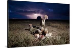Cheetah and Lightning Storm, Ngorongoro Conservation Area, Tanzania-Paul Souders-Stretched Canvas