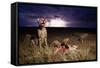 Cheetah and Lightning Storm, Ngorongoro Conservation Area, Tanzania-Paul Souders-Framed Stretched Canvas