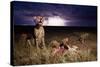 Cheetah and Lightning Storm, Ngorongoro Conservation Area, Tanzania-Paul Souders-Stretched Canvas