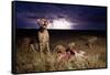 Cheetah and Lightning Storm, Ngorongoro Conservation Area, Tanzania-Paul Souders-Framed Stretched Canvas