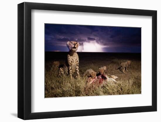 Cheetah and Lightning Storm, Ngorongoro Conservation Area, Tanzania-Paul Souders-Framed Photographic Print