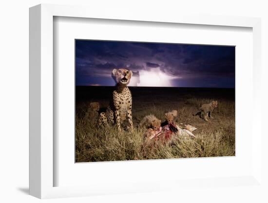 Cheetah and Lightning Storm, Ngorongoro Conservation Area, Tanzania-Paul Souders-Framed Photographic Print
