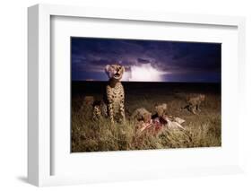 Cheetah and Lightning Storm, Ngorongoro Conservation Area, Tanzania-Paul Souders-Framed Photographic Print