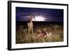 Cheetah and Lightning Storm, Ngorongoro Conservation Area, Tanzania-Paul Souders-Framed Photographic Print