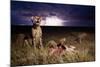 Cheetah and Lightning Storm, Ngorongoro Conservation Area, Tanzania-Paul Souders-Mounted Photographic Print