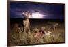 Cheetah and Lightning Storm, Ngorongoro Conservation Area, Tanzania-Paul Souders-Framed Photographic Print