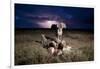 Cheetah and Lightning Storm, Ngorongoro Conservation Area, Tanzania-Paul Souders-Framed Photographic Print