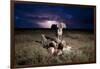 Cheetah and Lightning Storm, Ngorongoro Conservation Area, Tanzania-Paul Souders-Framed Photographic Print