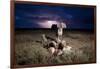 Cheetah and Lightning Storm, Ngorongoro Conservation Area, Tanzania-Paul Souders-Framed Photographic Print