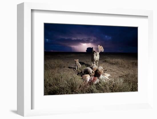 Cheetah and Lightning Storm, Ngorongoro Conservation Area, Tanzania-Paul Souders-Framed Photographic Print