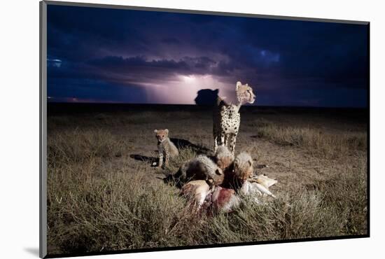 Cheetah and Lightning Storm, Ngorongoro Conservation Area, Tanzania-Paul Souders-Mounted Photographic Print