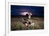 Cheetah and Lightning Storm, Ngorongoro Conservation Area, Tanzania-Paul Souders-Framed Photographic Print