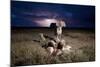 Cheetah and Lightning Storm, Ngorongoro Conservation Area, Tanzania-Paul Souders-Mounted Photographic Print