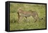 Cheetah and Prey-Paul Souders-Framed Stretched Canvas