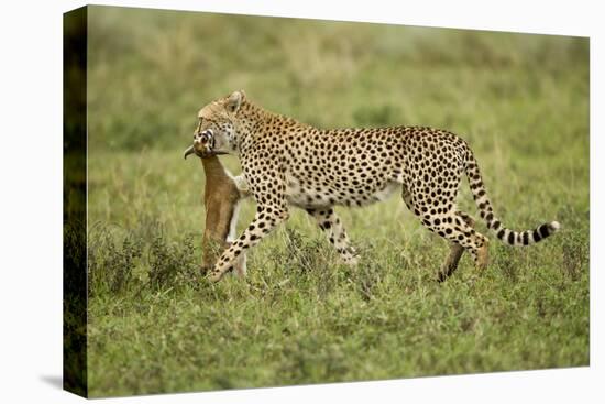 Cheetah and Prey-Paul Souders-Stretched Canvas