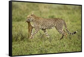 Cheetah and Prey-Paul Souders-Framed Stretched Canvas