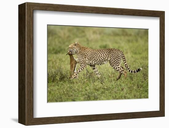 Cheetah and Prey-Paul Souders-Framed Photographic Print