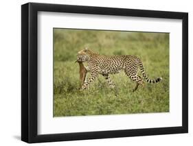 Cheetah and Prey-Paul Souders-Framed Photographic Print