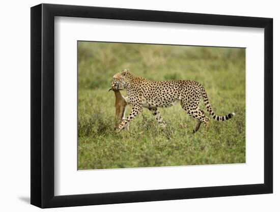 Cheetah and Prey-Paul Souders-Framed Photographic Print