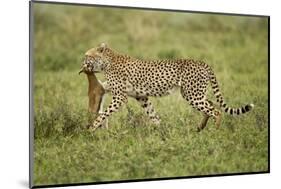 Cheetah and Prey-Paul Souders-Mounted Photographic Print