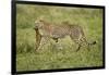 Cheetah and Prey-Paul Souders-Framed Photographic Print