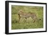 Cheetah and Prey-Paul Souders-Framed Photographic Print