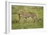 Cheetah and Prey-Paul Souders-Framed Photographic Print