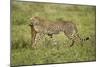 Cheetah and Prey-Paul Souders-Mounted Photographic Print